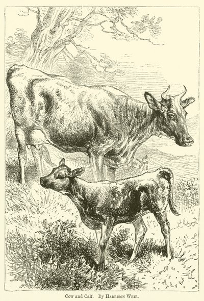 Cow and Calf by Harrison William Weir