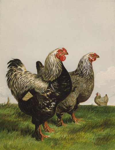 Dark Brahmas by Harrison William Weir