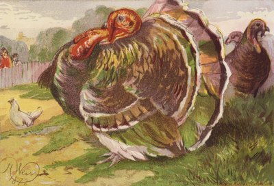 Enraged Turkey Cock by Harrison William Weir
