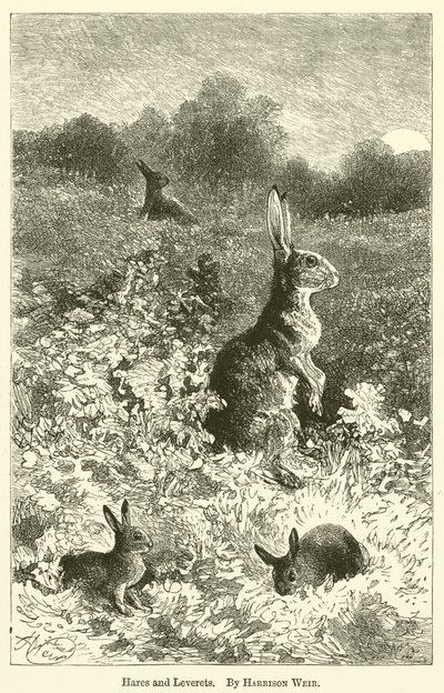 Hares and Leverets by Harrison William Weir