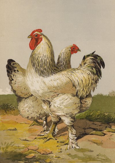 Light Brahmas by Harrison William Weir