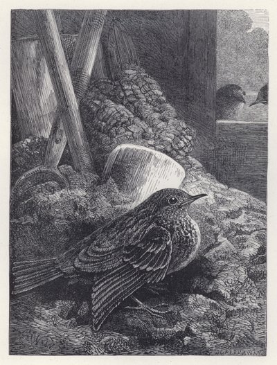 Little Robin Safely Housed by Harrison William Weir