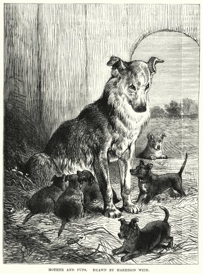 Mother and Pups by Harrison William Weir