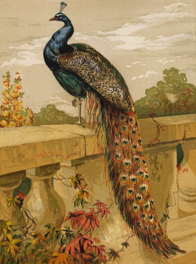Peacock by Harrison William Weir