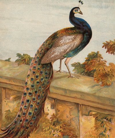 Pride in the Garden by Harrison William Weir