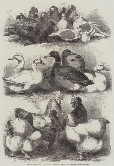 Prize Pigeons and Poultry at Bingley Hall, Birmingham by Harrison William Weir