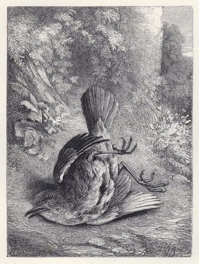 Robin Stunned by His Fall by Harrison William Weir