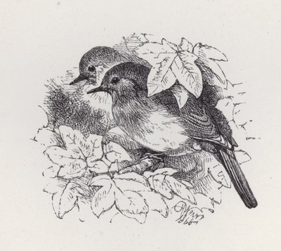 Robins by Harrison William Weir