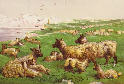 Sheep on the Sea Shore by Harrison William Weir