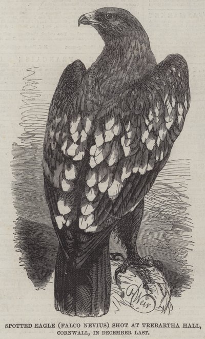 Spotted Eagle shot at Trebartha Hall, Cornwall, in December Last by Harrison William Weir