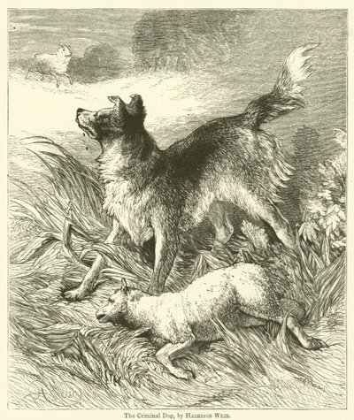 The Criminal Dog by Harrison William Weir