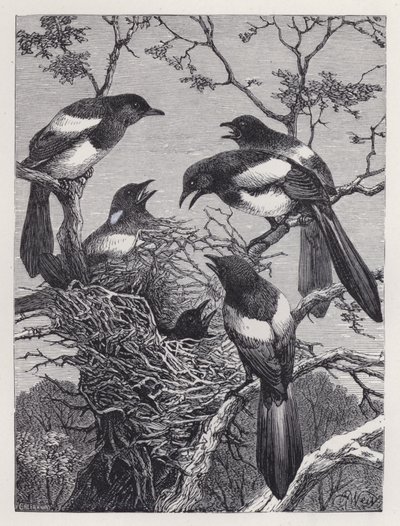 The Magpies and their Nest by Harrison William Weir