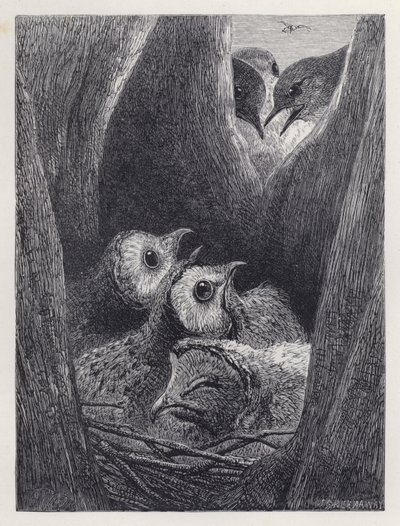 The Nest of Young Owls by Harrison William Weir