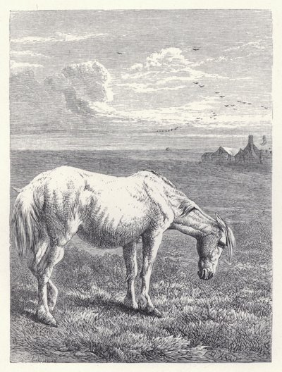 The Old Horse by Harrison William Weir