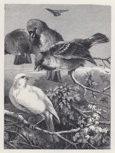 The Persecuted Canary by Harrison William Weir