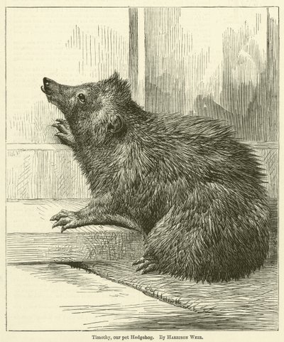 Timothy, our pet Hedgehog by Harrison William Weir