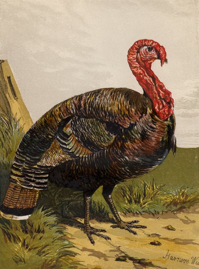 Turkey by Harrison William Weir
