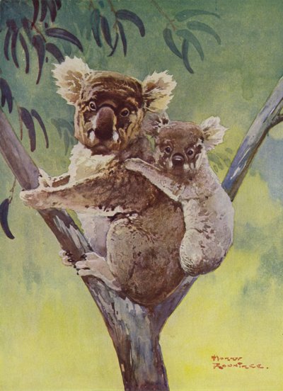 Koala Bear and Joey in a Eucalyptus Tree, Australia by Harry Rountree