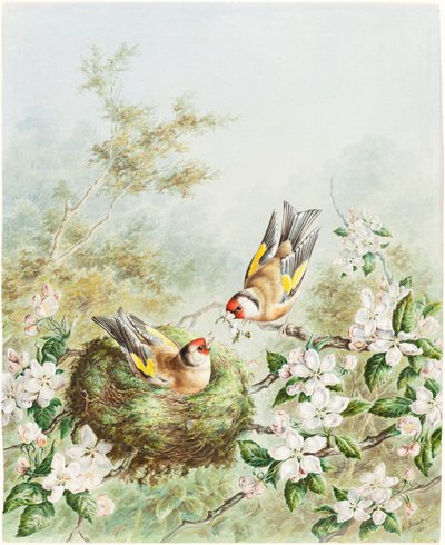 Gold Finches and Their Nest in an Apple Tree by Harry Bright