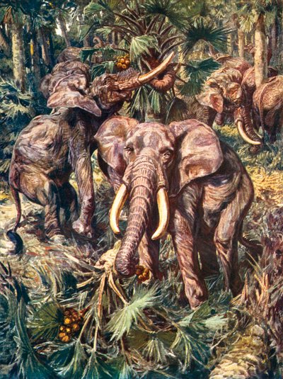 Elephants Destroying a Palm Forest by Harry Hamilton (after) Johnston