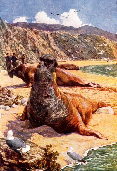 The Elephant Seal by Harry Hamilton (after) Johnston