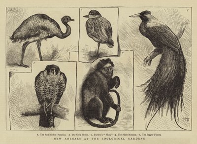 New Animals at Zoological Gardens by Harry Hamilton Johnston