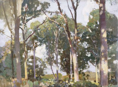 Trees in sunlight by Harry Watson