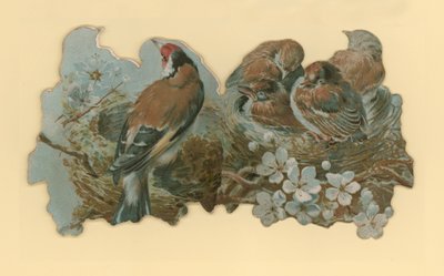 Birds by Hector Giacomelli