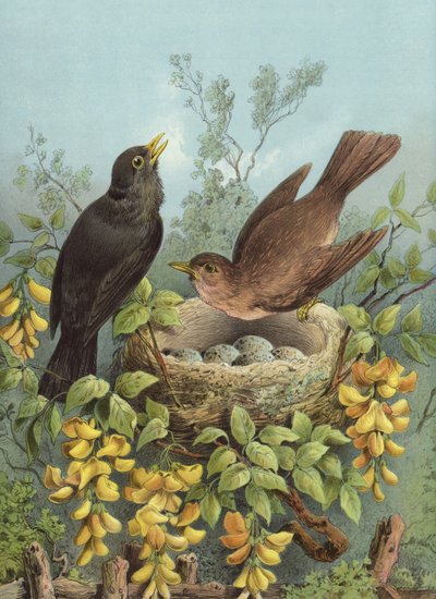 Blackbird by Hector Giacomelli