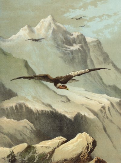 Condor by Hector Giacomelli