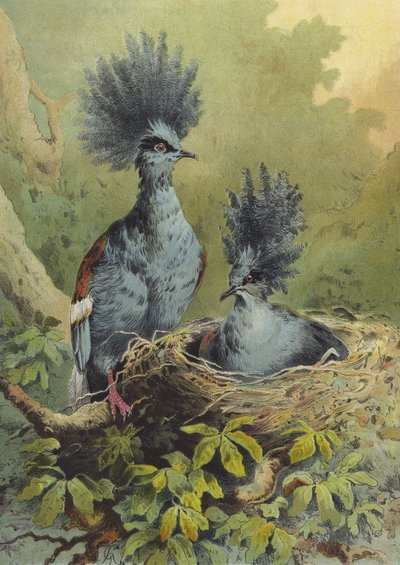 Crowned Pigeon by Hector Giacomelli