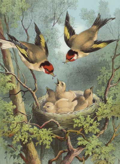 Goldfinch, Feeding Their Young by Hector Giacomelli