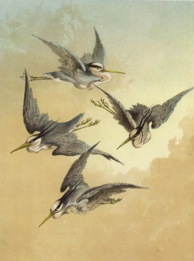 Heron by Hector Giacomelli
