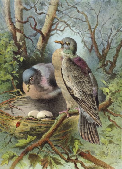 Ring Dove by Hector Giacomelli