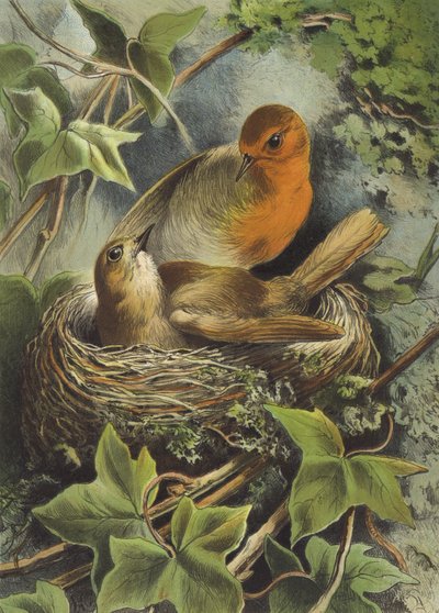 Robin and Its Nest by Hector Giacomelli