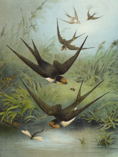 Swallow by Hector Giacomelli
