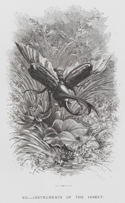 The Insect: Instruments of the Insect by Hector Giacomelli