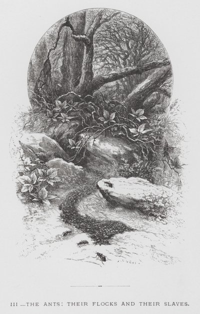 The Insect: The Ants, their Flocks and their Slaves by Hector Giacomelli