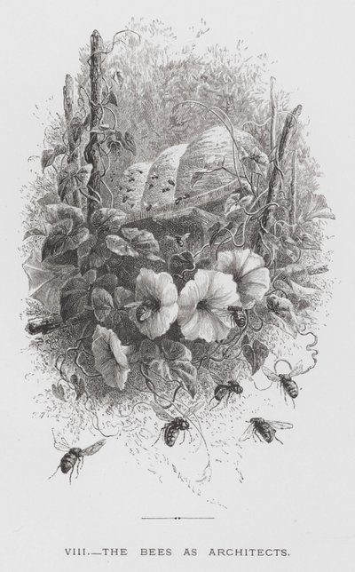 The Insect: The Bees as Architects by Hector Giacomelli