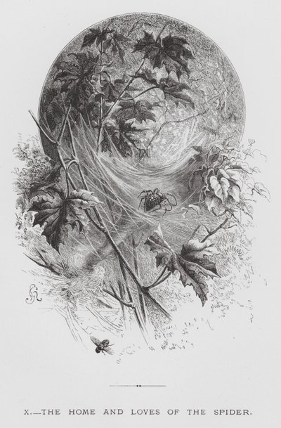 The Insect: The Home and Loves of the Spider by Hector Giacomelli