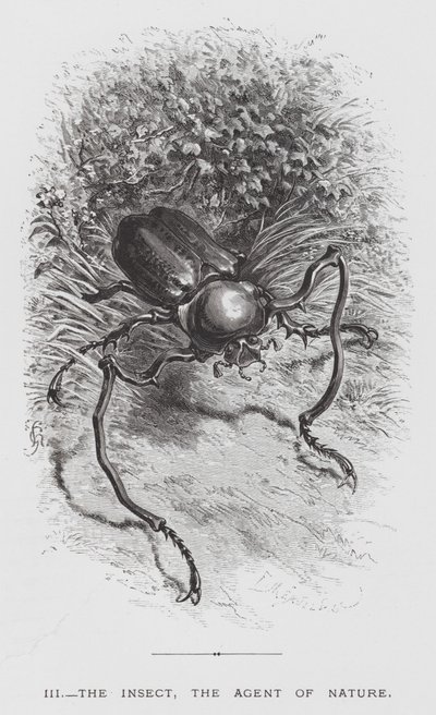 The Insect: The Insect, the Agent of Nature by Hector Giacomelli