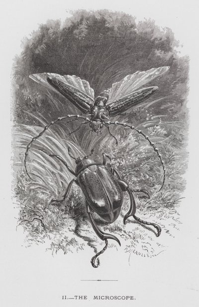 The Insect: The Microscope by Hector Giacomelli
