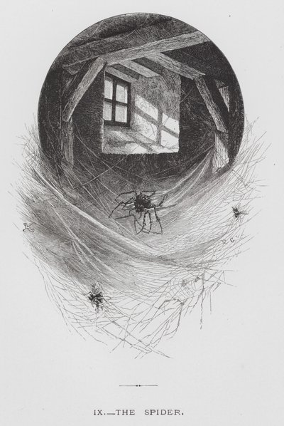 The Insect: The Spider by Hector Giacomelli