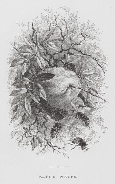 The Insect: The Wasps by Hector Giacomelli