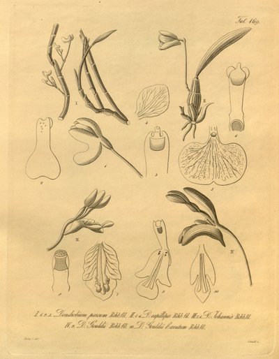 This file comes from the Biodiversity Heritage Library, and is available online at biodiversitylibrary.org/page/698365 by Heinrich Gustav Reichenbach