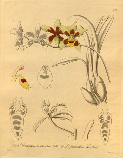 Biodiversity Heritage Library Image by Heinrich Gustav Reichenbach