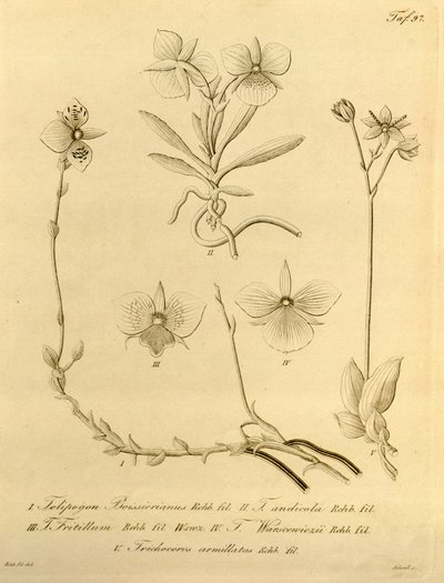 Biodiversity Heritage Library File by Heinrich Gustav Reichenbach