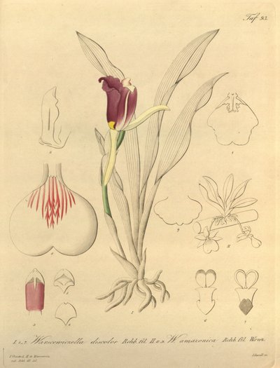 Biodiversity Heritage Library Notice by Heinrich Gustav Reichenbach