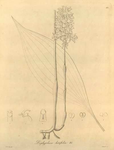 This File Comes from the Biodiversity Heritage Library by Heinrich Gustav Reichenbach