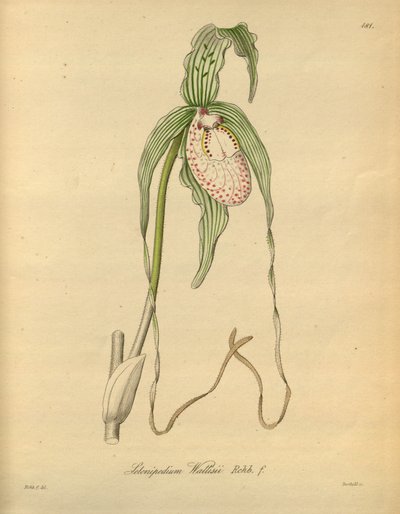 This file comes from the Biodiversity Heritage Library, and is available online at biodiversitylibrary.org/page/698377 by Heinrich Gustav Reichenbach